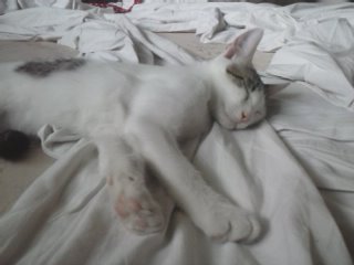 CAM00980.jpg